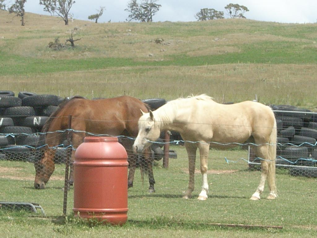 Alpine Country Motel Plus Free Coffee Cooma Ngoại thất bức ảnh